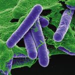 Botulismo Clostridium Botulinum Bacteria C: Corbis/Stock Photos