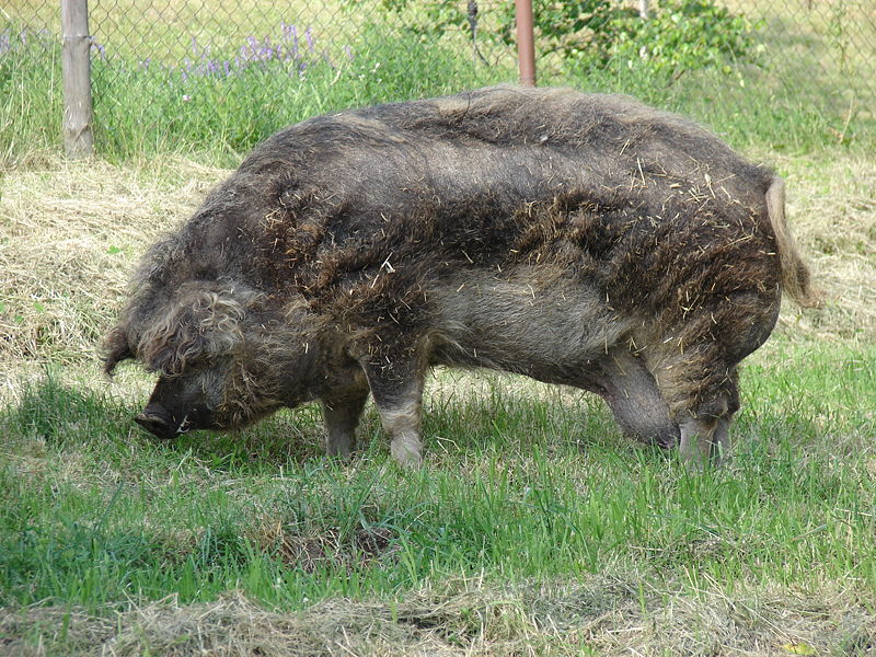 mangalica