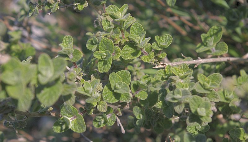 Oregano syriackie