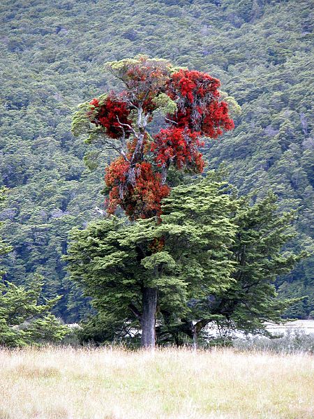 450px-Red_mistletoe,_Hopkins_River,_New_Zealand