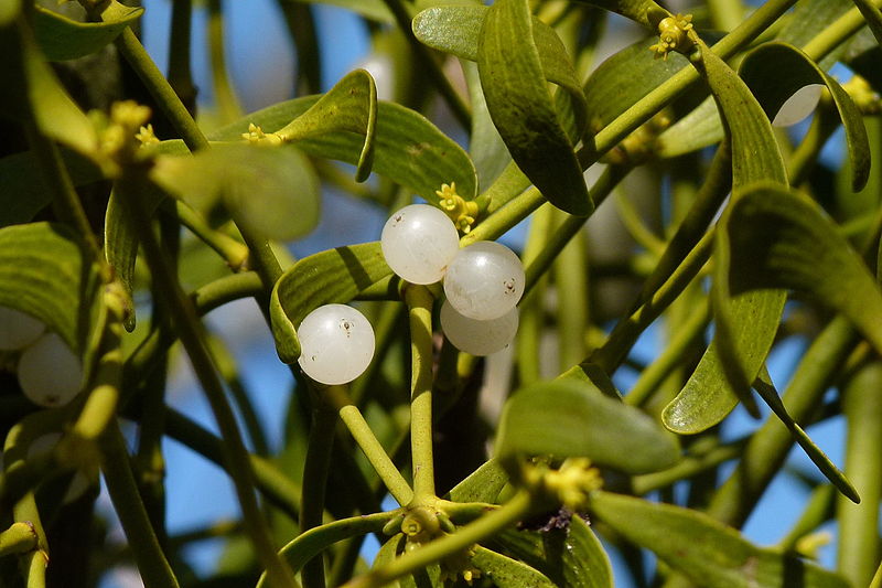 800px-Mistletoe_with_berries