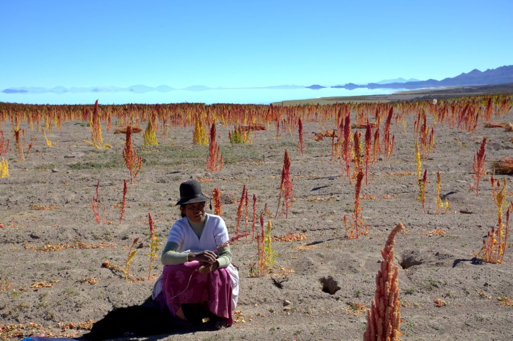 quinoa-field-farmer