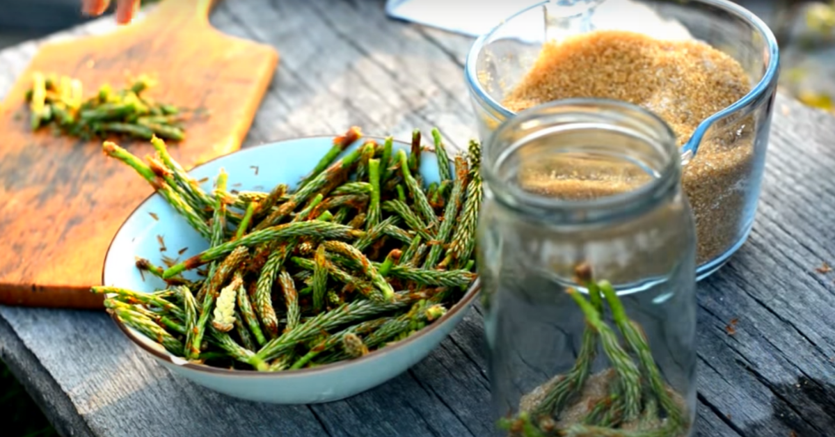 Czy Syrop Z Pędów Sosny Trzeba Pasteryzować klaudynahebda.pl