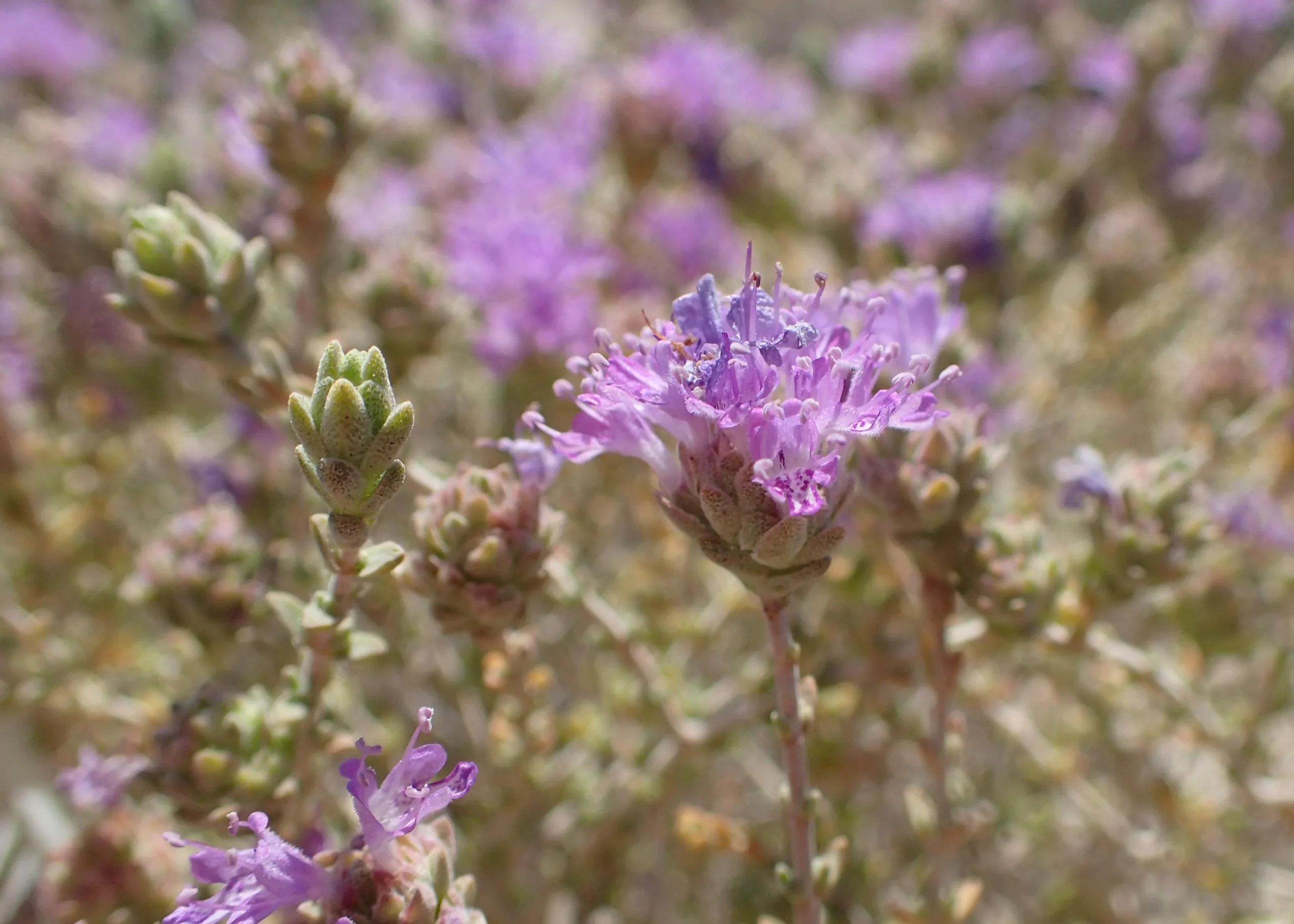 Dziki tymianek Thymbra capitata Dziki tymianek Thymbra capitata