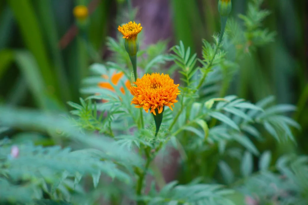 Tagetes (aksamitki) – rośliny na komary i kleszcze – klaudynahebda.pl