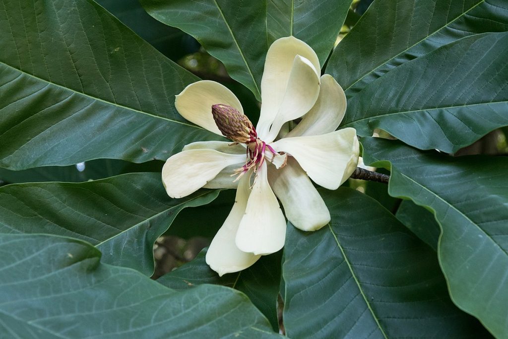 Magnolia szerokolistna Magnolia obovata