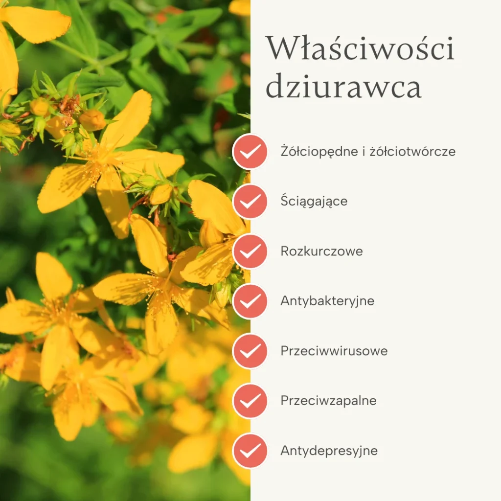 Właściwości dziurawca