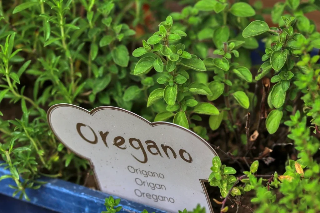 Oregano – na co pomaga olejek z oregano – klaudynahebda.pl