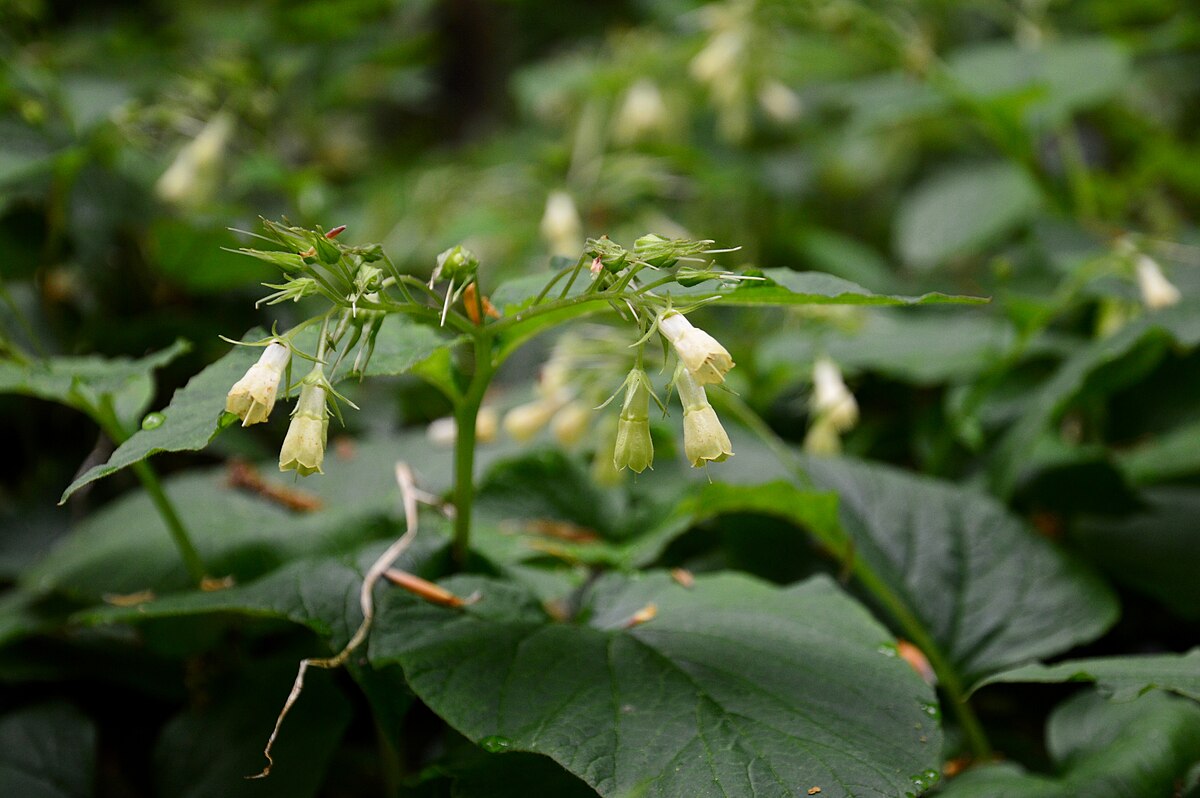 Żywokost sercowaty symphytum cordatum