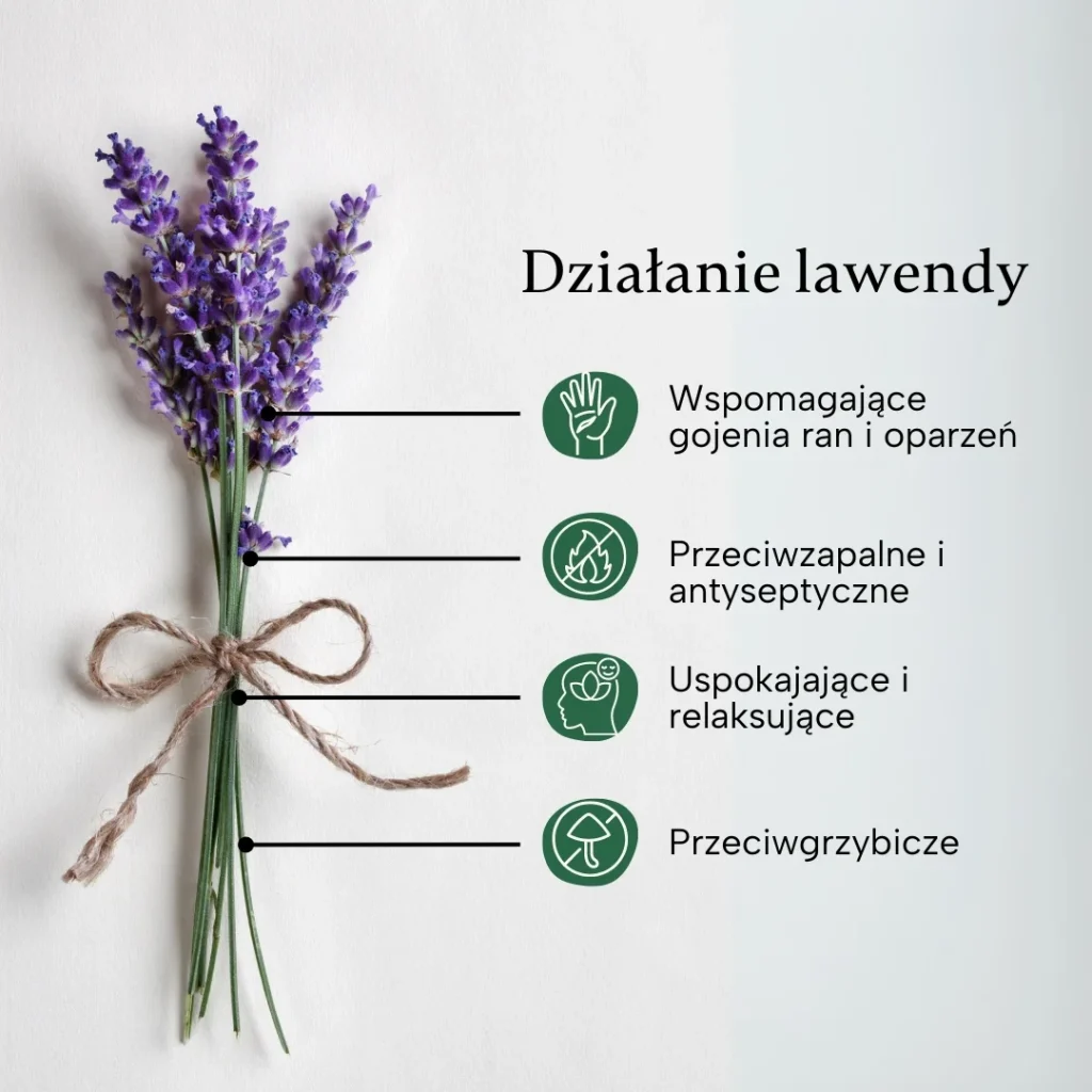 Działanie lawendy