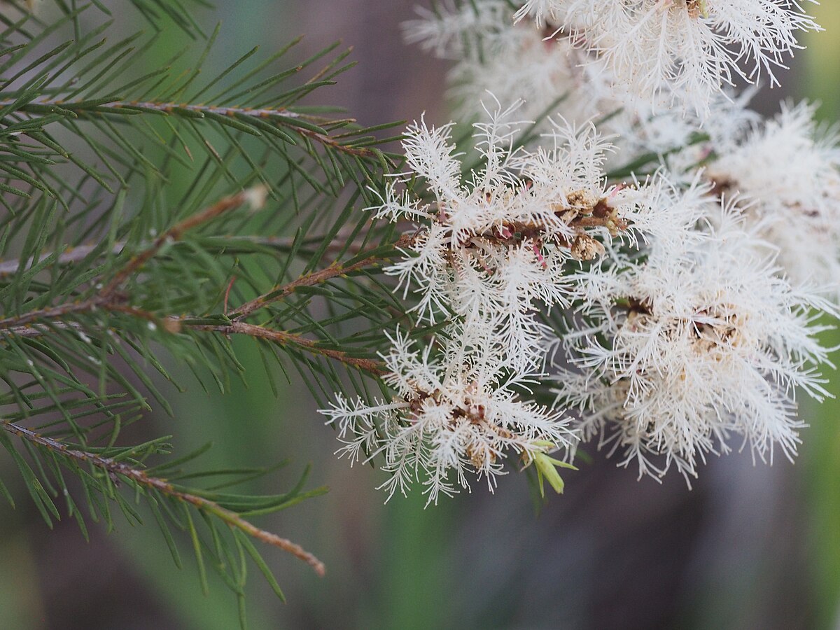 Właściwości olejku z drzewa herbacianego Melaleuca alternifolia