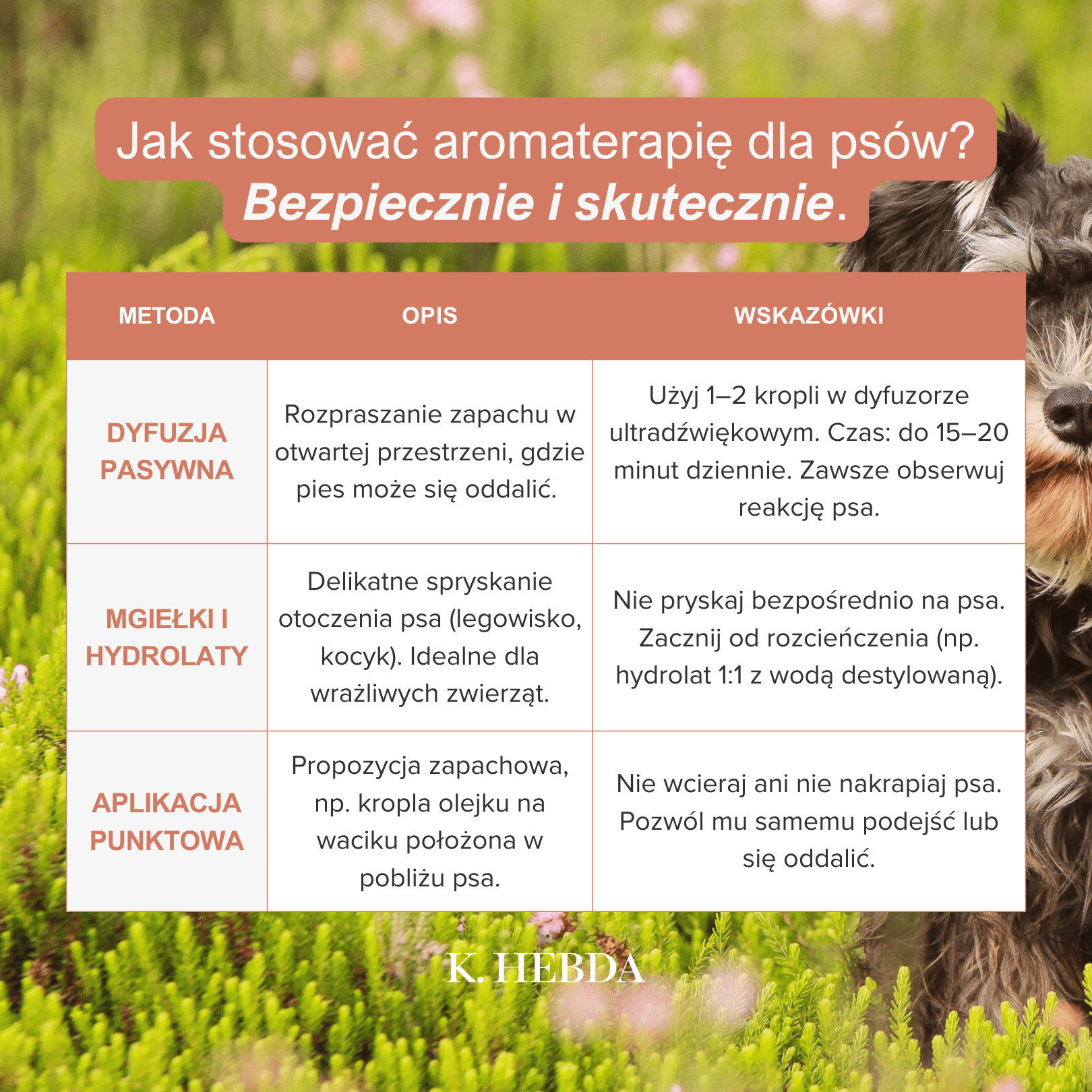 Jak stosować aromaterapię dla psów? Tabelka z praktycznymi wskazówkami