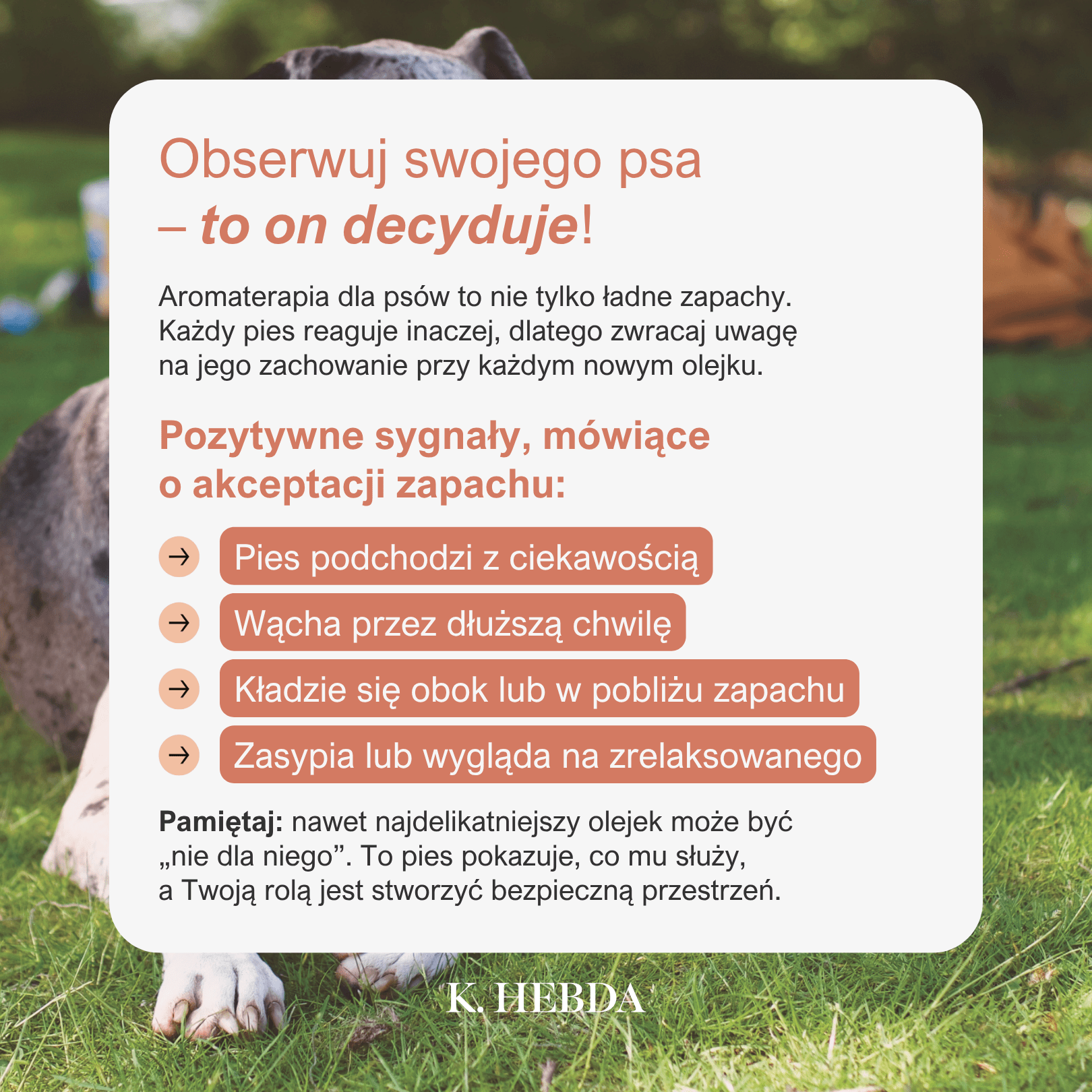 Na jakie zachowania psa zwrócić uwagę przy stosowaniu aromaterapii? Pozytywne sygnały mówiące o akceptacji zapachu