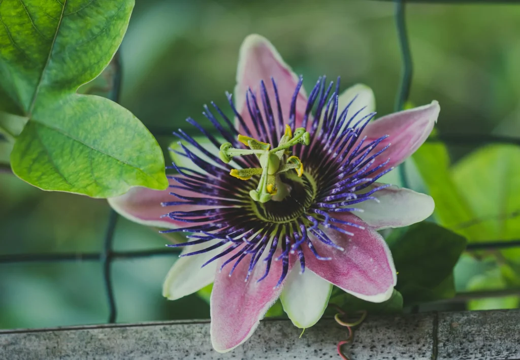 Passiflora na wyciszeni