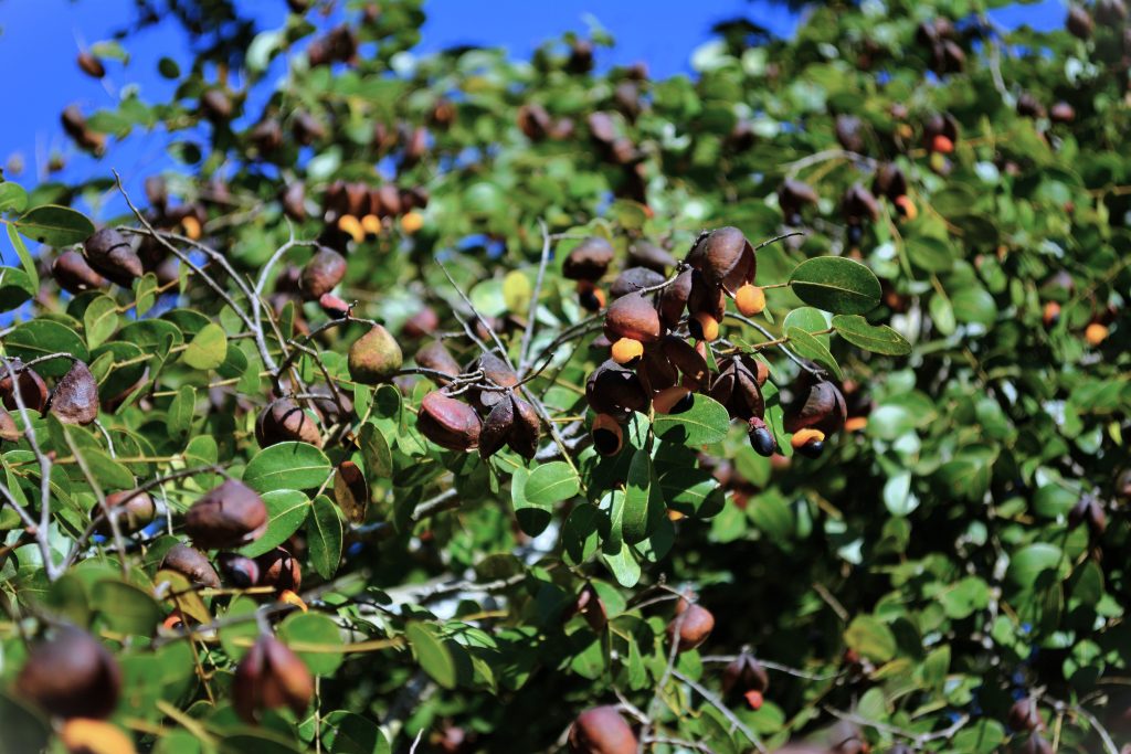Drzewo Copaiba