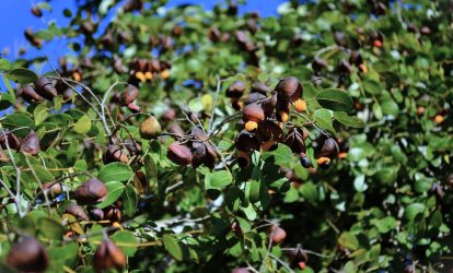 Drzewo Copaiba